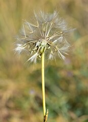 various fluffy dandelions flower photos