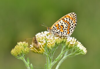 wildlife photos. photos of butterflies in natural areas.
