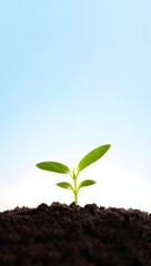 Seedling growing in soil plant sprout new life growth concept springtime gardening soil