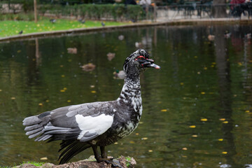 Close-Up of a Muscovy Duck with Red Facial Caruncles near a Reflective Pond – Lisbon, Portugal
