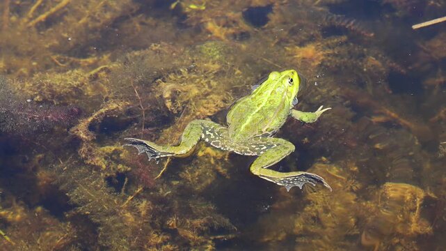 4K video of frog in pond. Amphibian resting on water surface among aquatic plants. Wildlife, nature, and wetland habitat in close-up view, water animals wildlife in summer