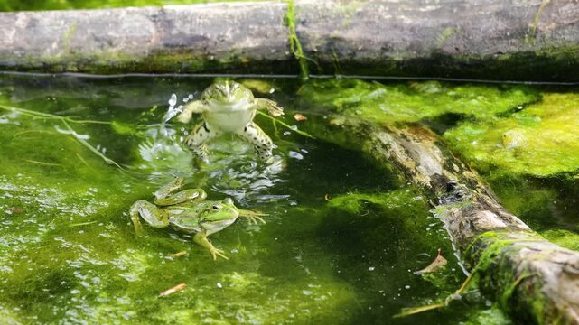 4K video of frog in pond. Amphibian resting on water surface among aquatic plants. Wildlife, nature, and wetland habitat in close-up view, water animals wildlife in summer