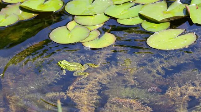 4K video of frog in pond. Amphibian resting on water surface among aquatic plants. Wildlife, nature, and wetland habitat in close-up view, water animals wildlife in summer