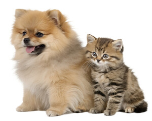 Obraz premium Cute fluffy pomeranian dog and tabby kitten sitting together isolated on transparent background