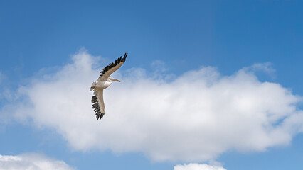 Pélican en vol majestueux sous un ciel nuageux