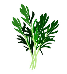 Tarragon herb vector illustration with fresh design for  healthy diet and cooking