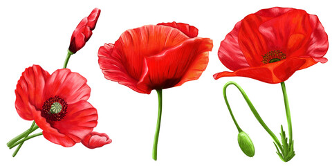 Fototapeta premium Realistic hand-drawn poppy flowers