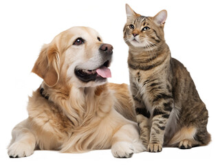 Friendly golden retriever dog and tabby cat sitting together isolated on transparent background