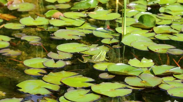 4K video of frog in pond. Amphibian resting on water surface among aquatic plants. Wildlife, nature, and wetland habitat in close-up view, water animals wildlife in summer