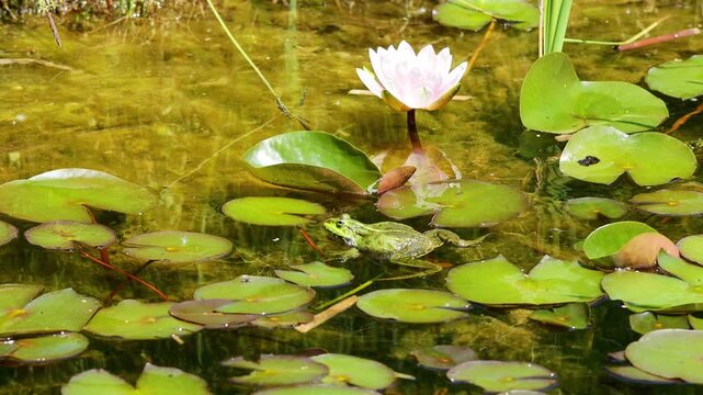 4K video of frog in pond. Amphibian resting on water surface among aquatic plants. Wildlife, nature, and wetland habitat in close-up view, water animals wildlife in summer