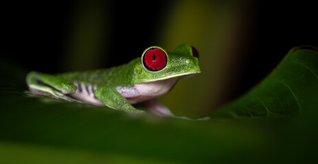 Red-eyed tree frog in Costa Rica 
