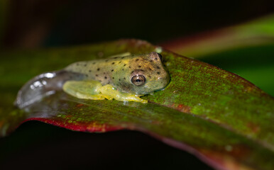Obraz premium Gladiator tree frog tadpole turning into a frog in Costa Rica