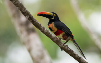 A toucan in Costa Rica 