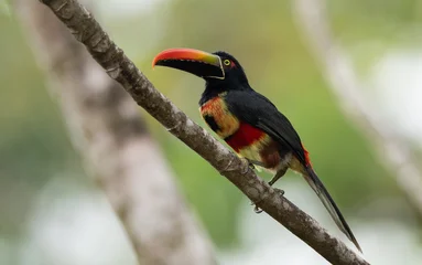 Fototapete Tukan A toucan in Costa Rica   © Harry Collins