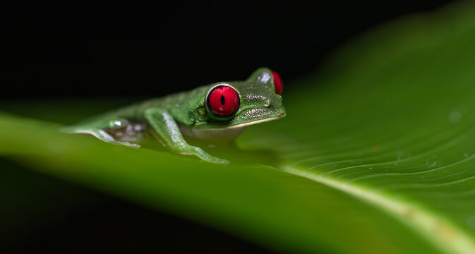 Red-eyed tree frog in Costa Rica 