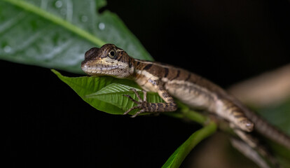 A lizard in Costa Rica 