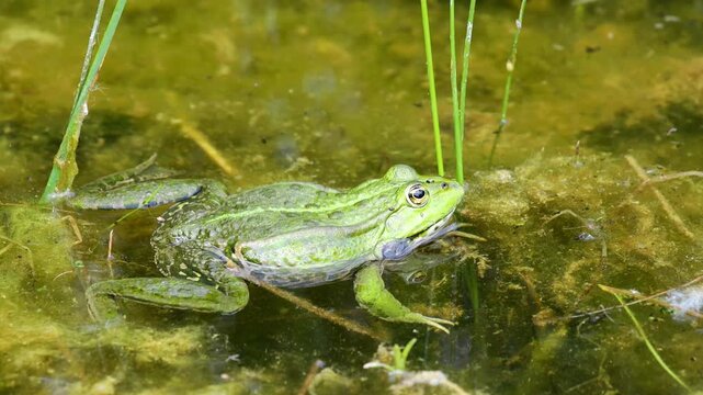 4K video of frog in pond. Amphibian resting on water surface among aquatic plants. Wildlife, nature, and wetland habitat in close-up view, water animals wildlife in summer