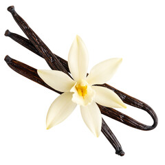 Top View of Single Vanilla Flower with Pod, Minimalist Botanical Cutout