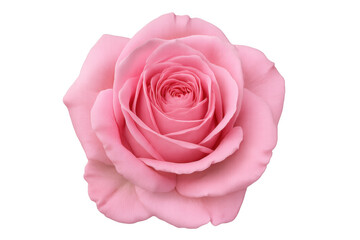 Delicate pink rose blooming, petals softly unfurling against transparent backdrop, highlighting botanical elegance and floral intricacy