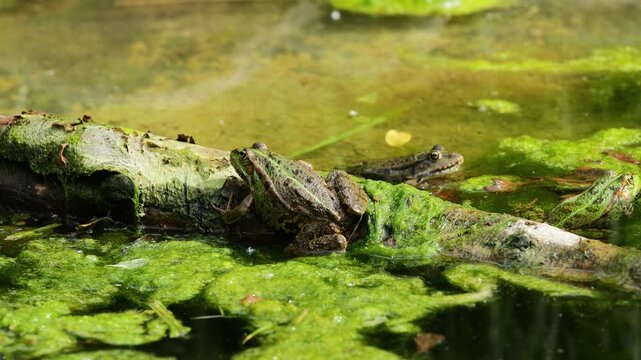 4K video of frog in pond. Amphibian resting on water surface among aquatic plants. Wildlife, nature, and wetland habitat in close-up view, water animals wildlife in summer