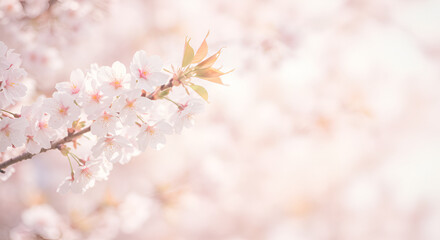 Cherry blossom branch radiant spring beauty