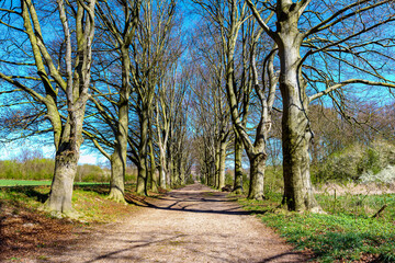 Straight dirt road between huge, bare, centuries-old trees, disappearing into background, blue sky on sunny spring day in Gulpen, South Limburg, Netherlands