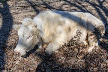 Charolais cow with white coat lying on ground, muddy body and legs, shadows from tree branches on animal, sunny day in Gulpen, South Limburg, Netherlands
