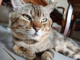 tabby cat cute pet picture