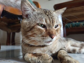 tabby cat cute pet picture