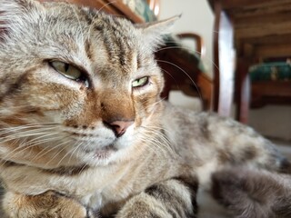 tabby cat cute pet picture