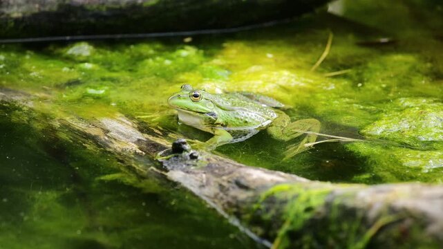 4K video of frog in pond. Amphibian resting on water surface among aquatic plants. Wildlife, nature, and wetland habitat in close-up view, water animals wildlife in summer