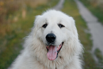 huge white Pyrenean Mountain Dog sitting on country road in green field outdoors in sunny summer day, head closeup view, sunset, dogwalking concept