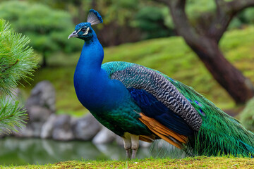 Obraz premium Majestic Peacock Standing Proudly in Lush Green Garden Setting