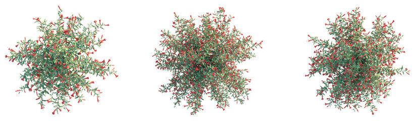 Epilobium canum Tree plan top view png cutout transparent background