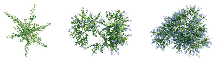 Ceanothus x impressus dark star Tree plan top view png cutout transparent background