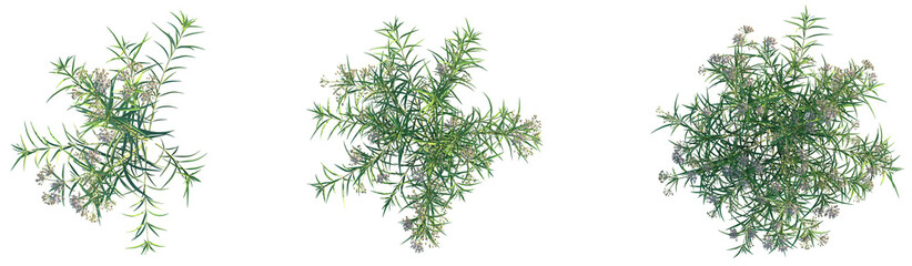 Asclepias fascicularis Tree plan top view png cutout transparent background