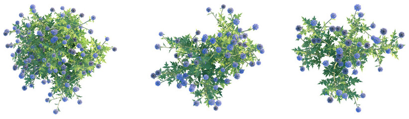 Echinops ritro Platinum Blue Tree plan top view png cutout