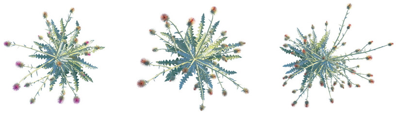 Cirsium occidentale Tree plan top view png cutout