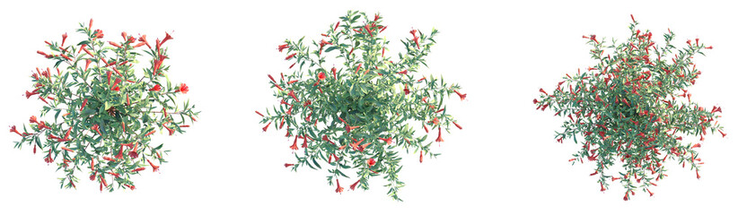 Epilobium canum Tree plan top view png cutout