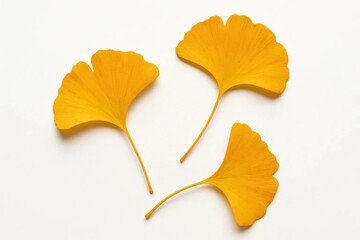 Naklejka premium A Study in Ginkgo Leaves