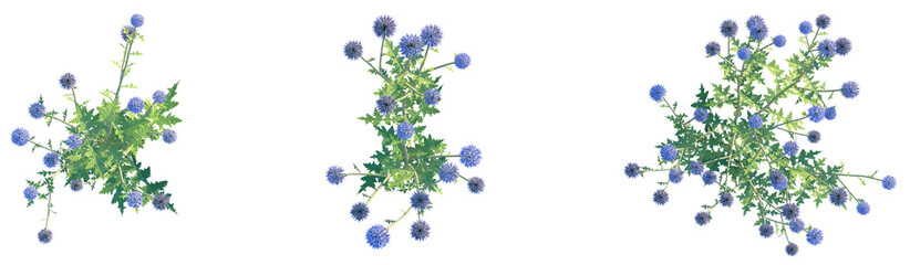 Echinops ritro Platinum Blue Tree plan top view png cutout isolate