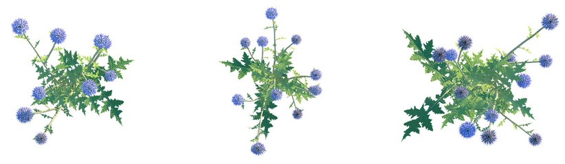 Echinops ritro Platinum Blue Tree plan top view png cutout transparent background