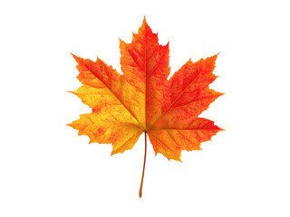 Fototapeta premium Vibrant gradient maple leaf autumn foliage fall season, Isolated, Transparent Png