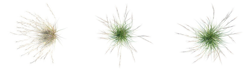 Aristida purpurea Tree plan top view png cutout isolate