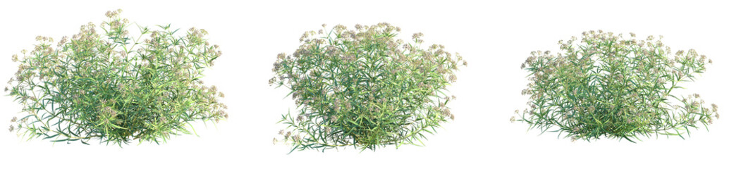 Asclepias fascicularis Tree 4k png cutout