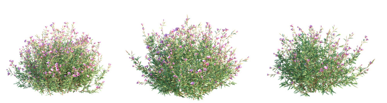 Clarkia rubicunda Blasdale Tree 4k png cutout
