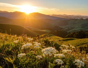 Sunrise over rolling hills, wildflowers