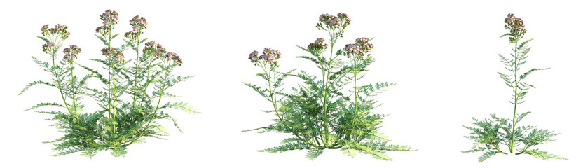 Achillea millefolium Cameo Tree 4k png cutout