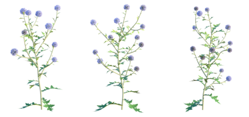 Echinops ritro Platinum Blue Tree 4k png cutout transparent background