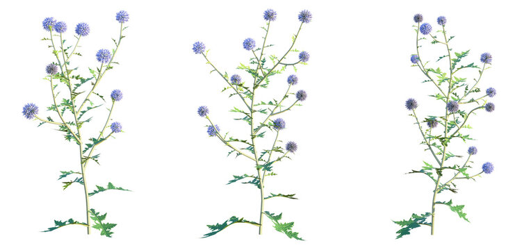 Echinops ritro Platinum Blue Tree 4k png cutout transparent background